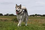 ALASKAN MALAMUTE 682
